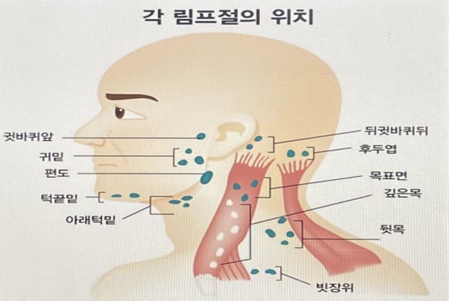 림프절의 위치